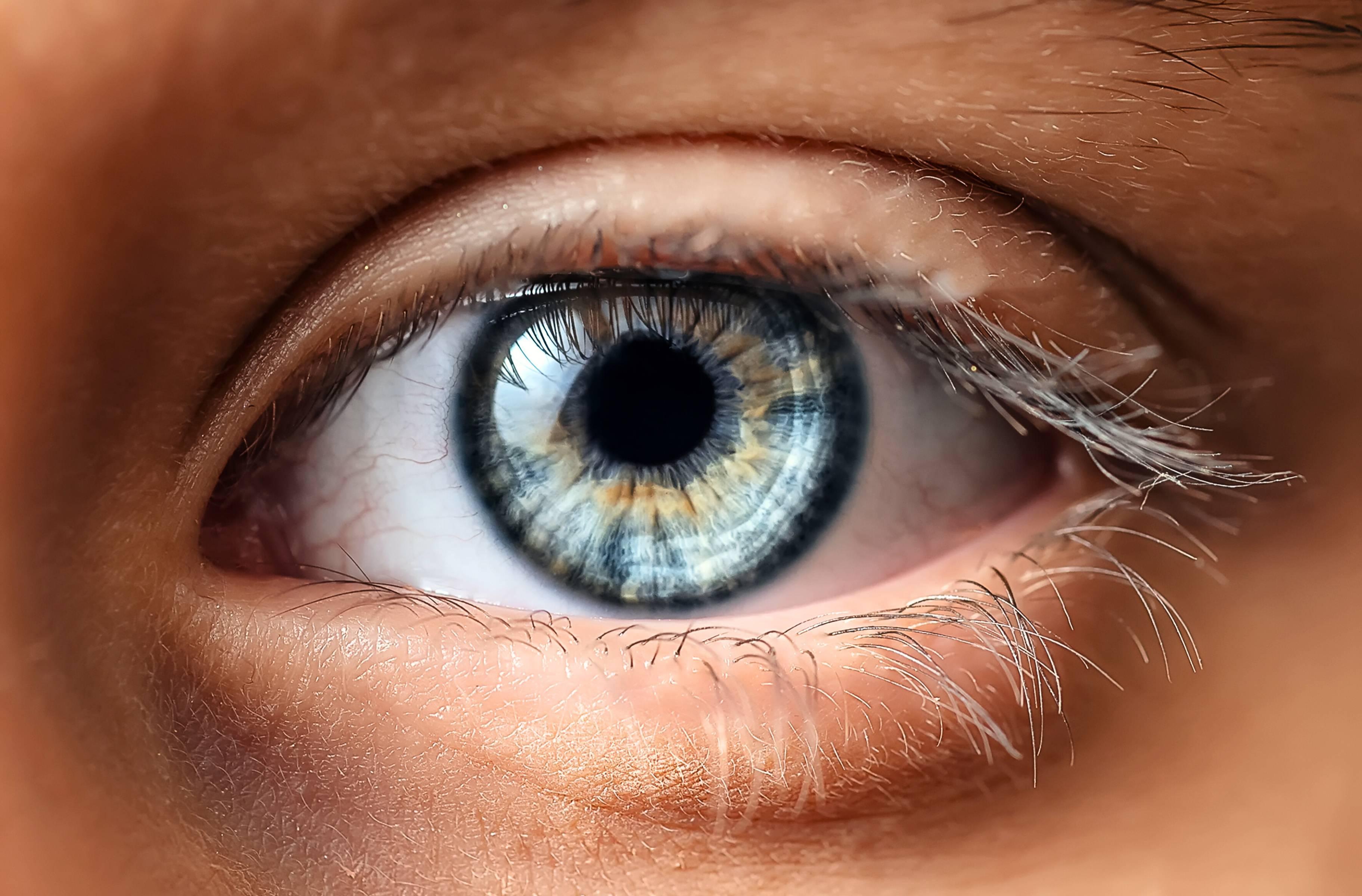 The Human Eye: Anatomy and Function – Iris