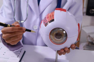 Quelle partie de l'œil permet la vision ?