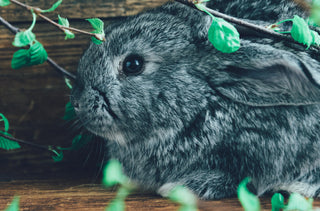 Que voit réellement le Lapin de Pâques?