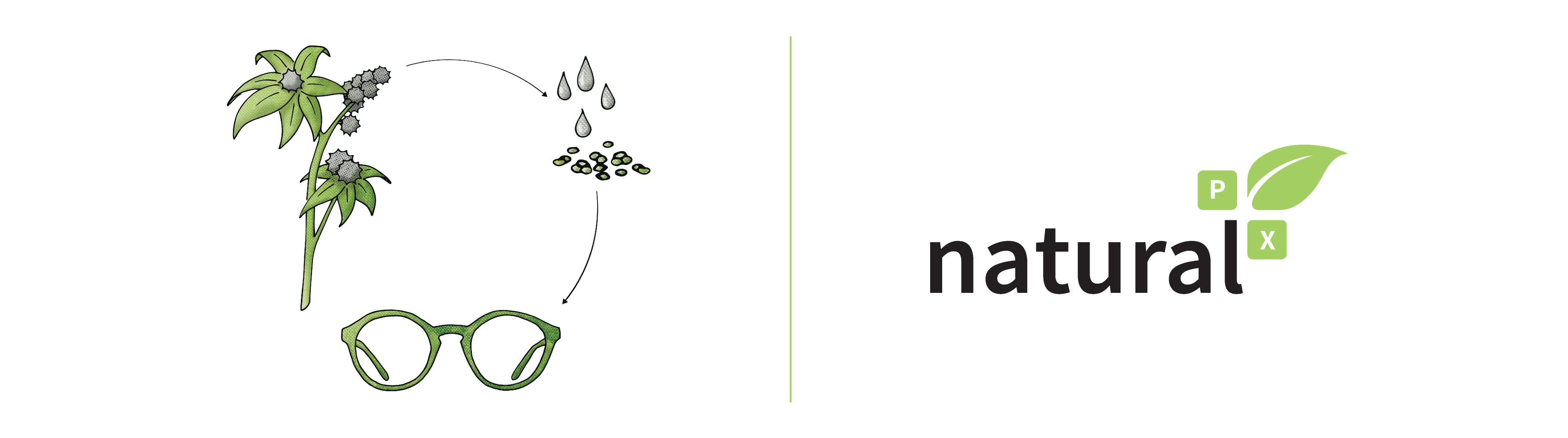 A diagram of the natural cycle of the neubau frames: oil is oil extracted from the seeds of castor oil plants and is used to create polymer for the frames.