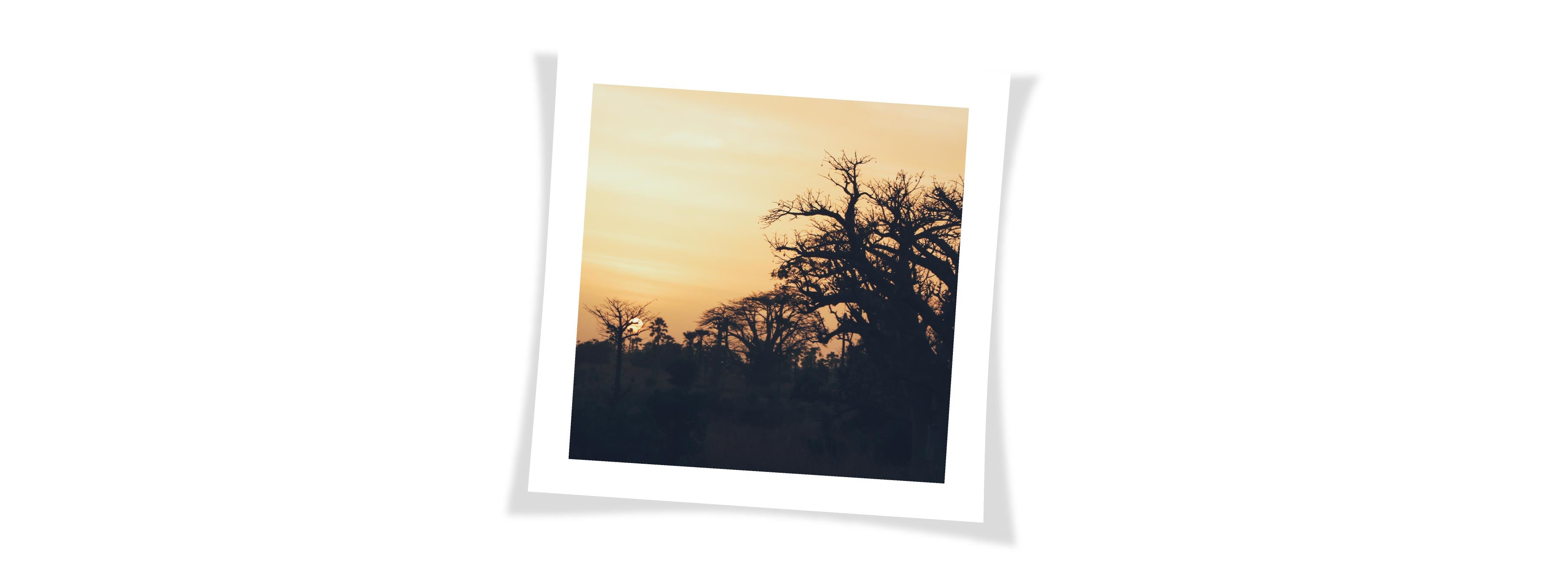 Le soleil se couche sur Saint-Louis, Sénégal. On voit un ciel orange et des arbres africains.